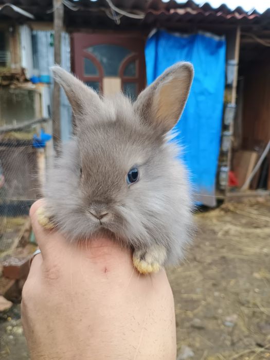 Iepurași cap de leu pitic