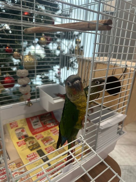 Папагали Пиррура ръчно хранени