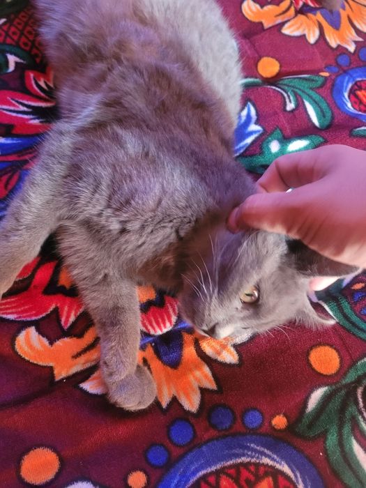 Rus kok mushugi 4 oylik