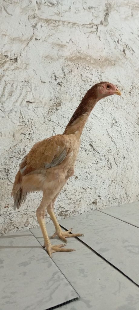 Toza makiyonchala sotiladi