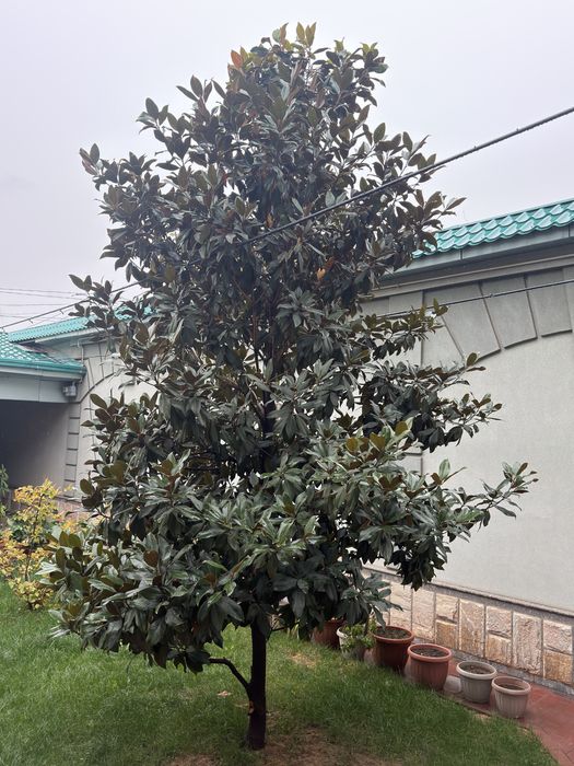 Могнолия для продажи