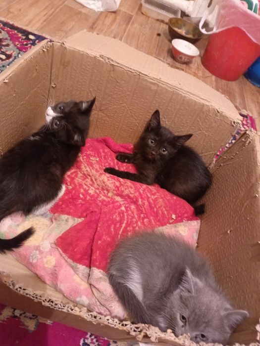 отдам котят 1 месяцевые
