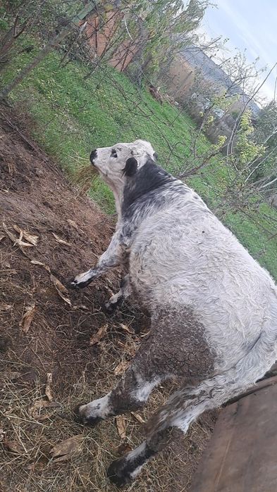 Vând tăuraș de 6 luni