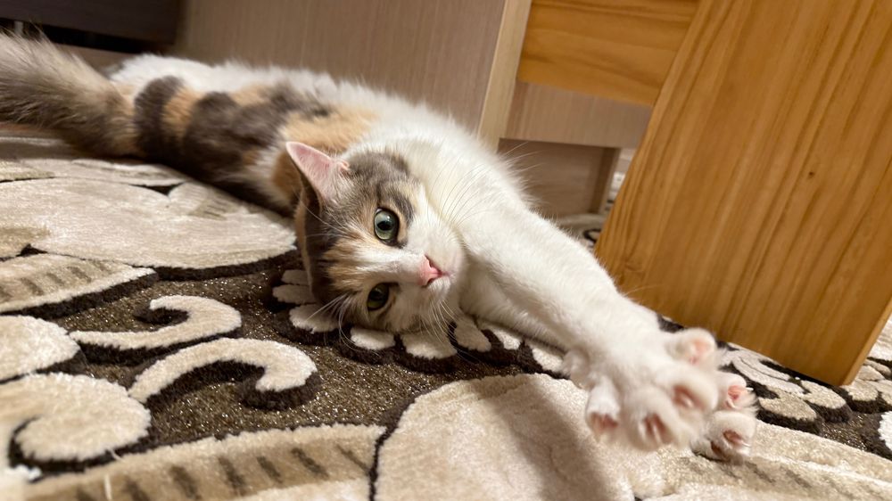 Кошка 1,5 года, стерилизованная, ласковая