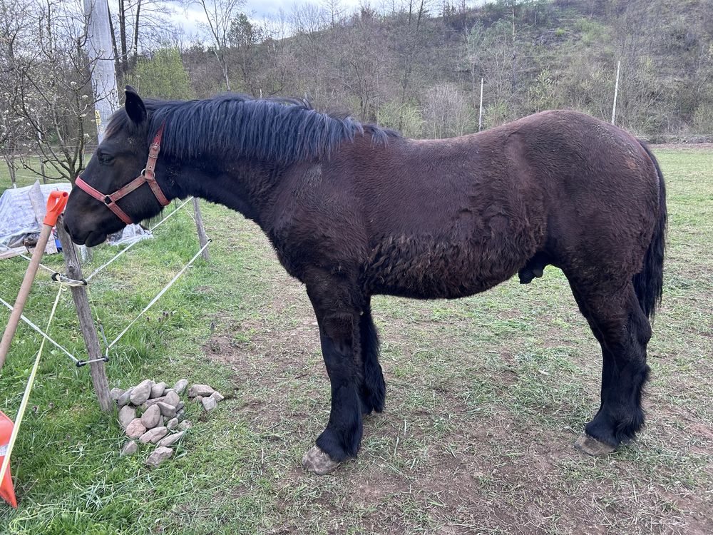 Mânz de 13 luni negru corb