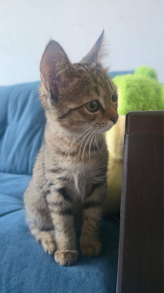 Котонок ищет дом.