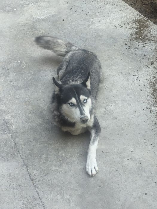 Чистая Сибирская Лайка