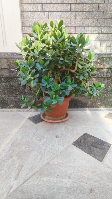 Dollar gull 3 yillik