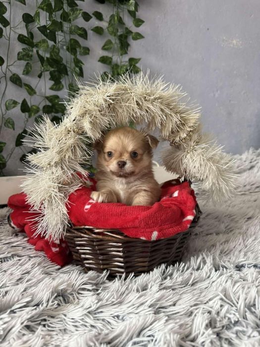 Чихуахуа момченца