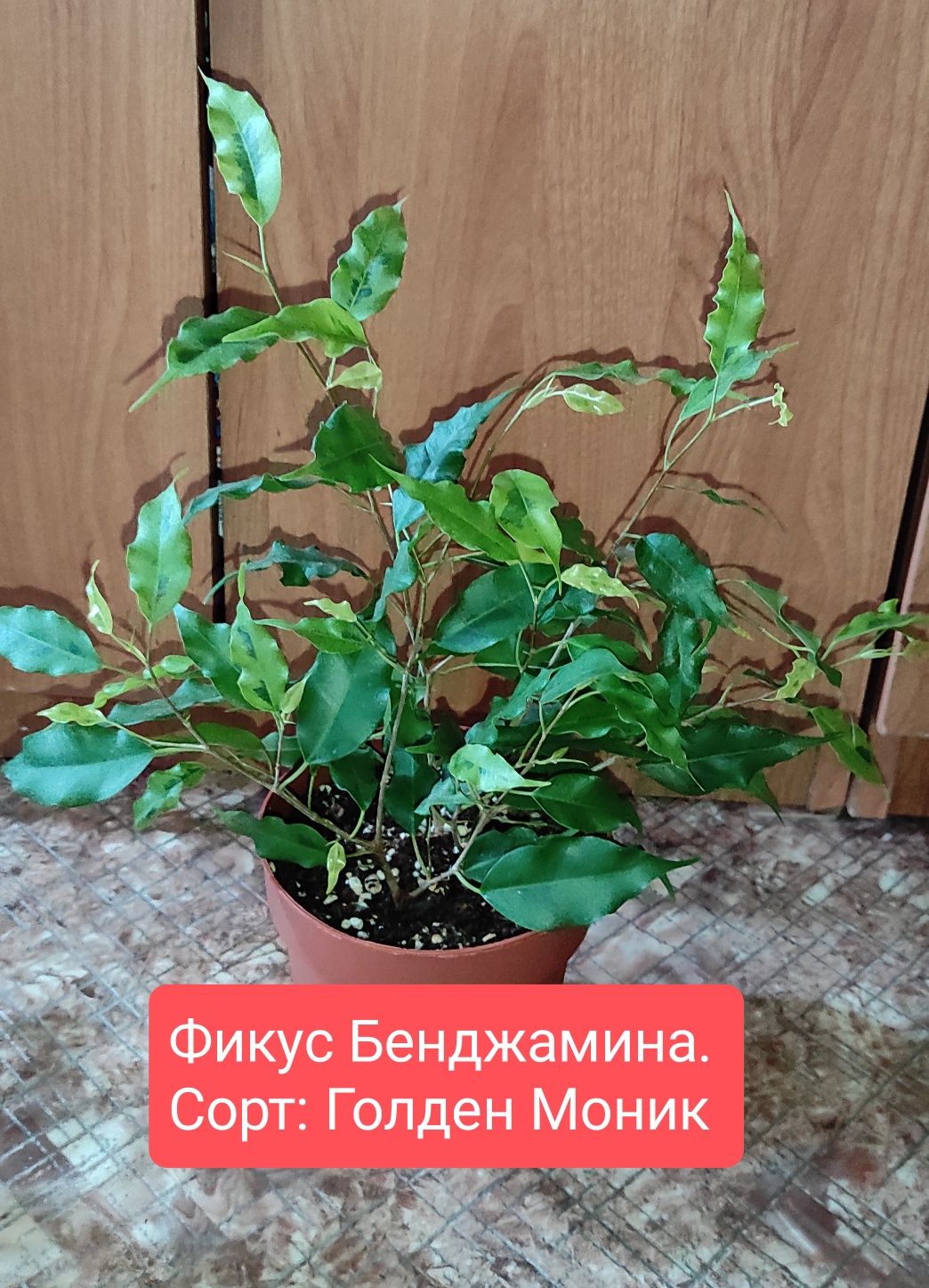 Фикусы Бенджамина