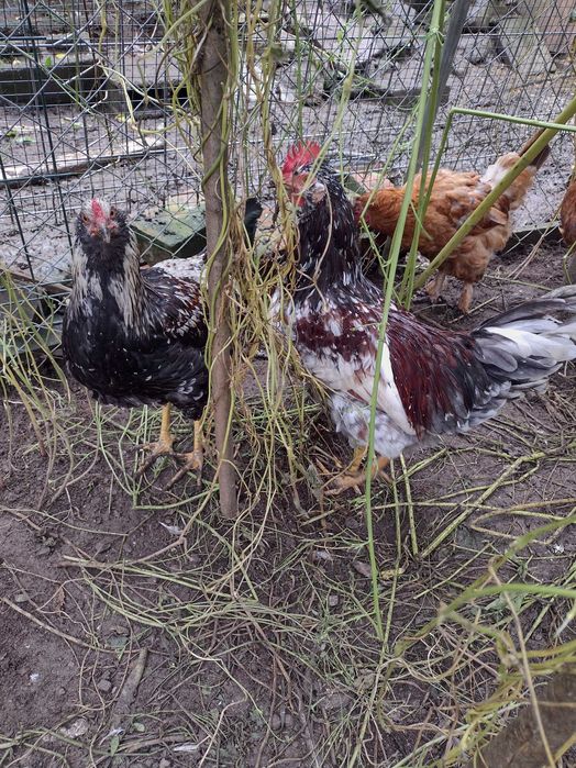 Vând cocoși de țară, de ținut