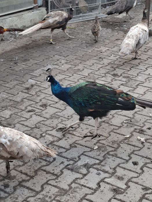 Vând păuni umăr negru și standard