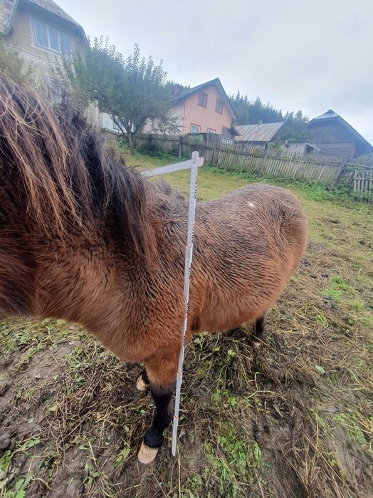 Vând sau schimb poneita 1 an jumătate