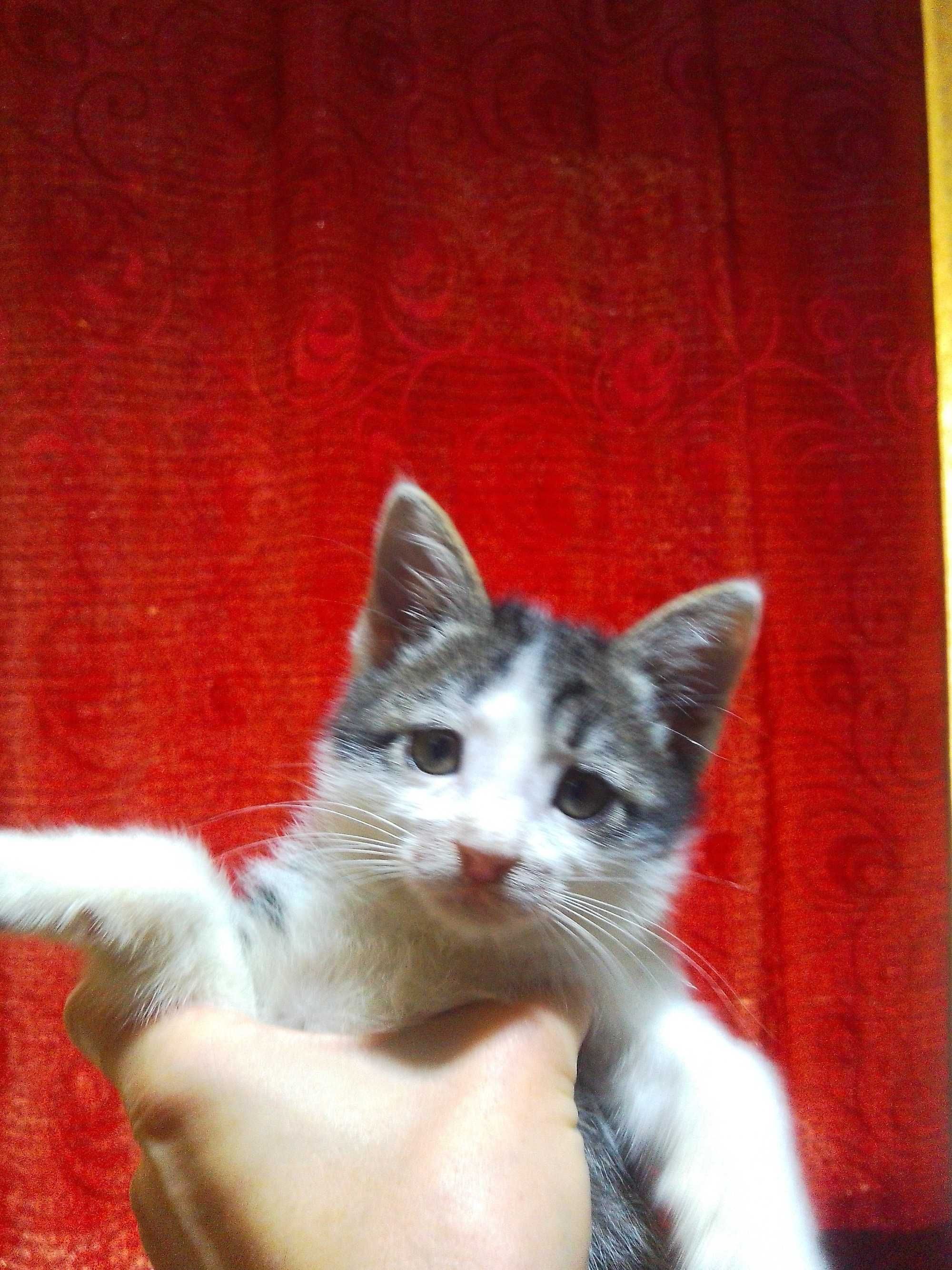 Котёнок 2 месяца бесплатно