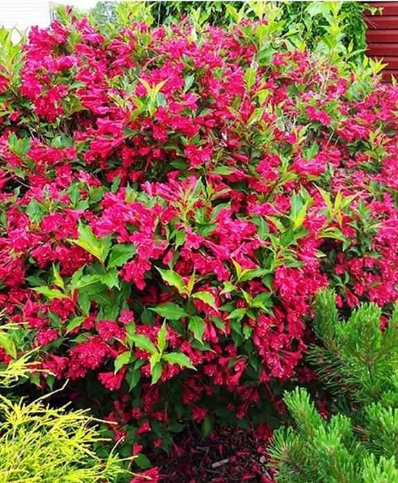 Weigela All Summer Monet"Copac