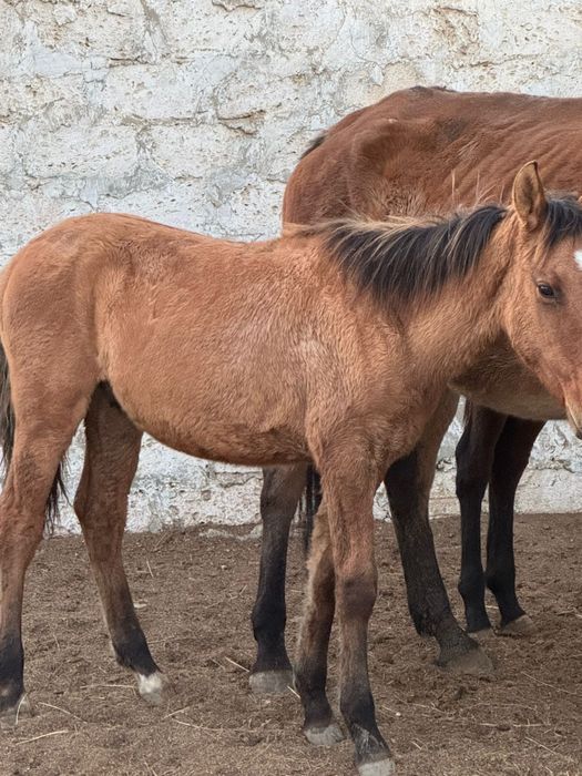 Еркек жабагы сатылады!