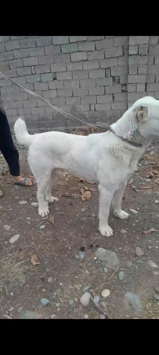 Алабай Туркмен 7 ойлик тоза зод жангчи сиртлони 6.7 та