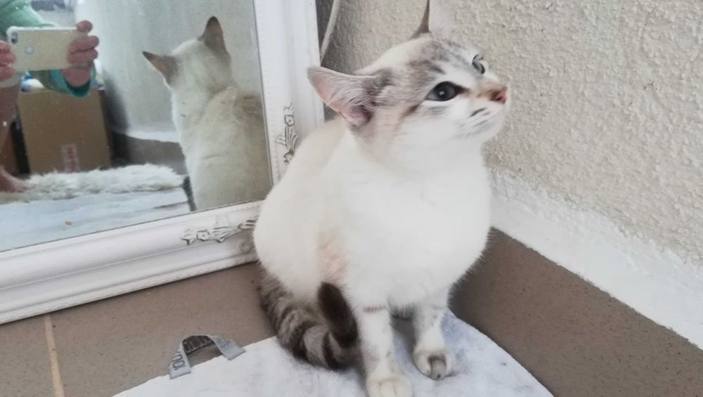 Търся дом за две котета