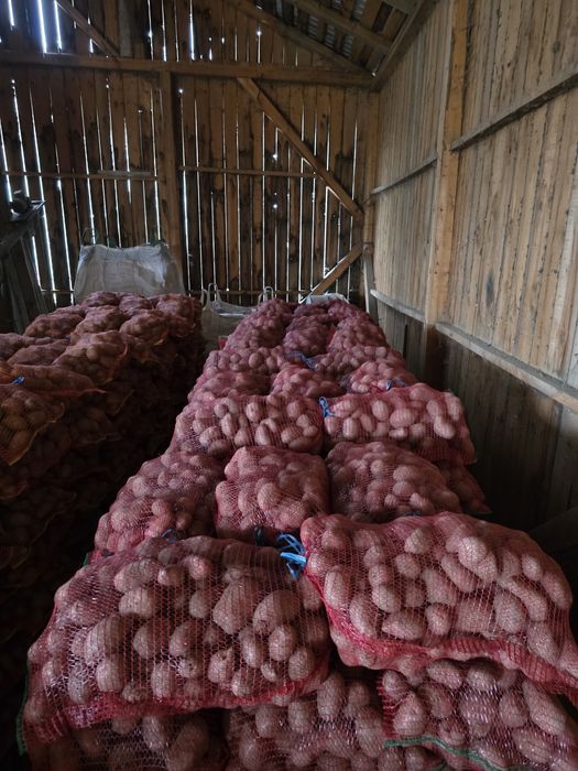 Cartofi mari consum alb și roz