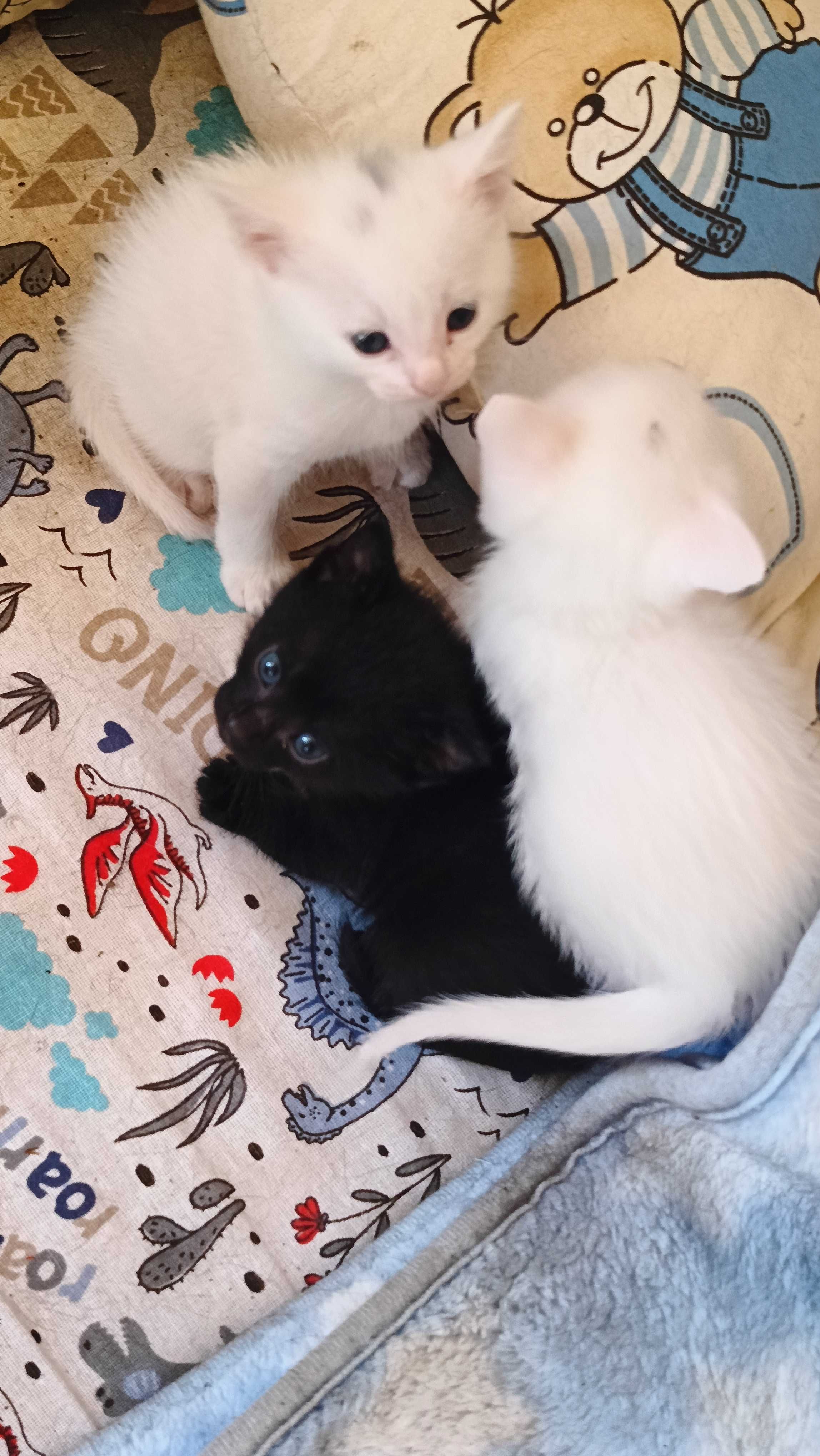 Котенца породисти са..