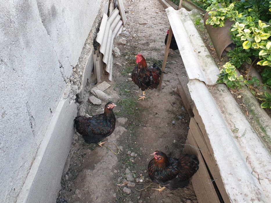 Gaini si cocoși rasă wyandotte rosu negru