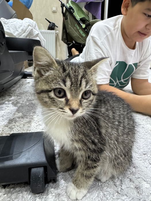 Котенок в добрые руки