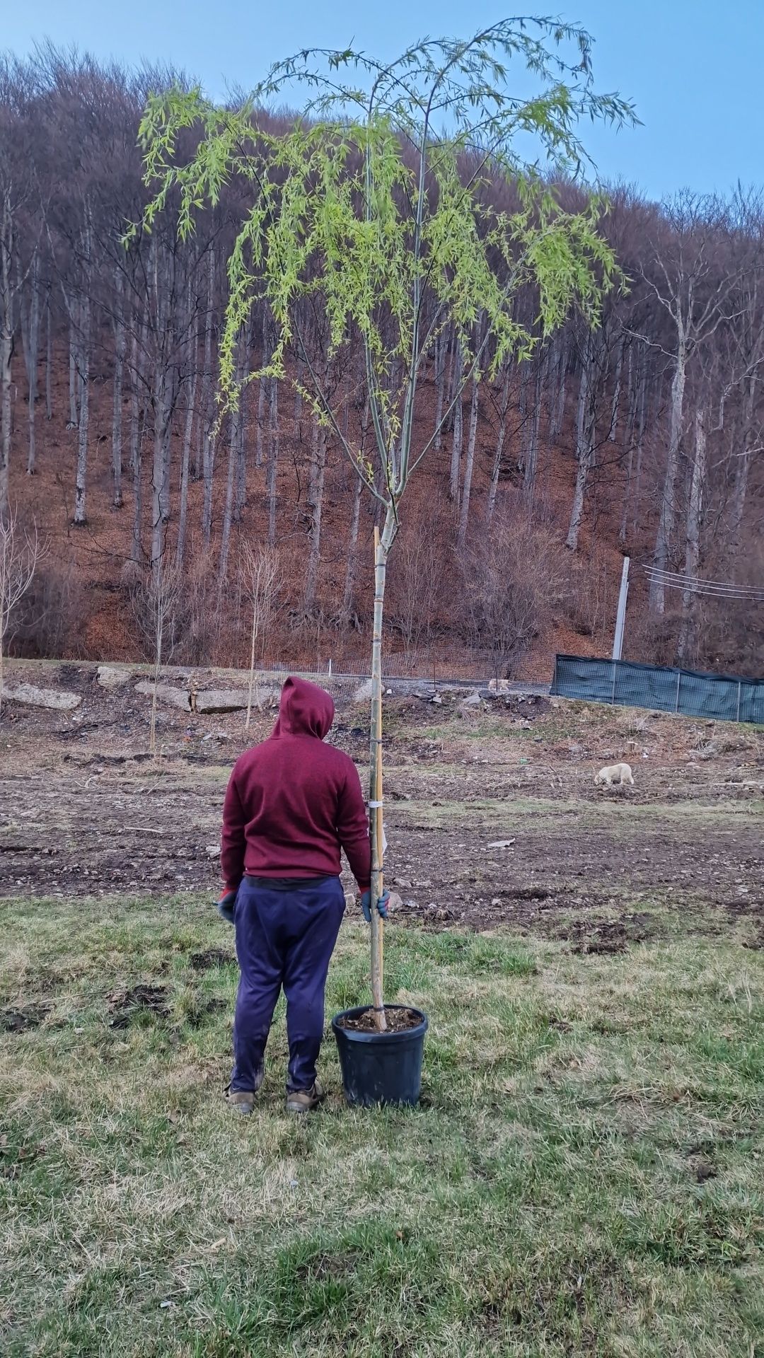 Vand salix babilonica (salcie pletoasa)