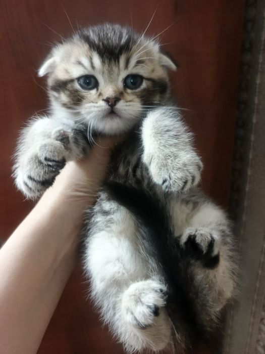 Котята скотиш фолд