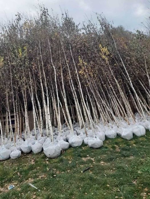 Plante pentru umbră și parfum inclusiv tei și platan