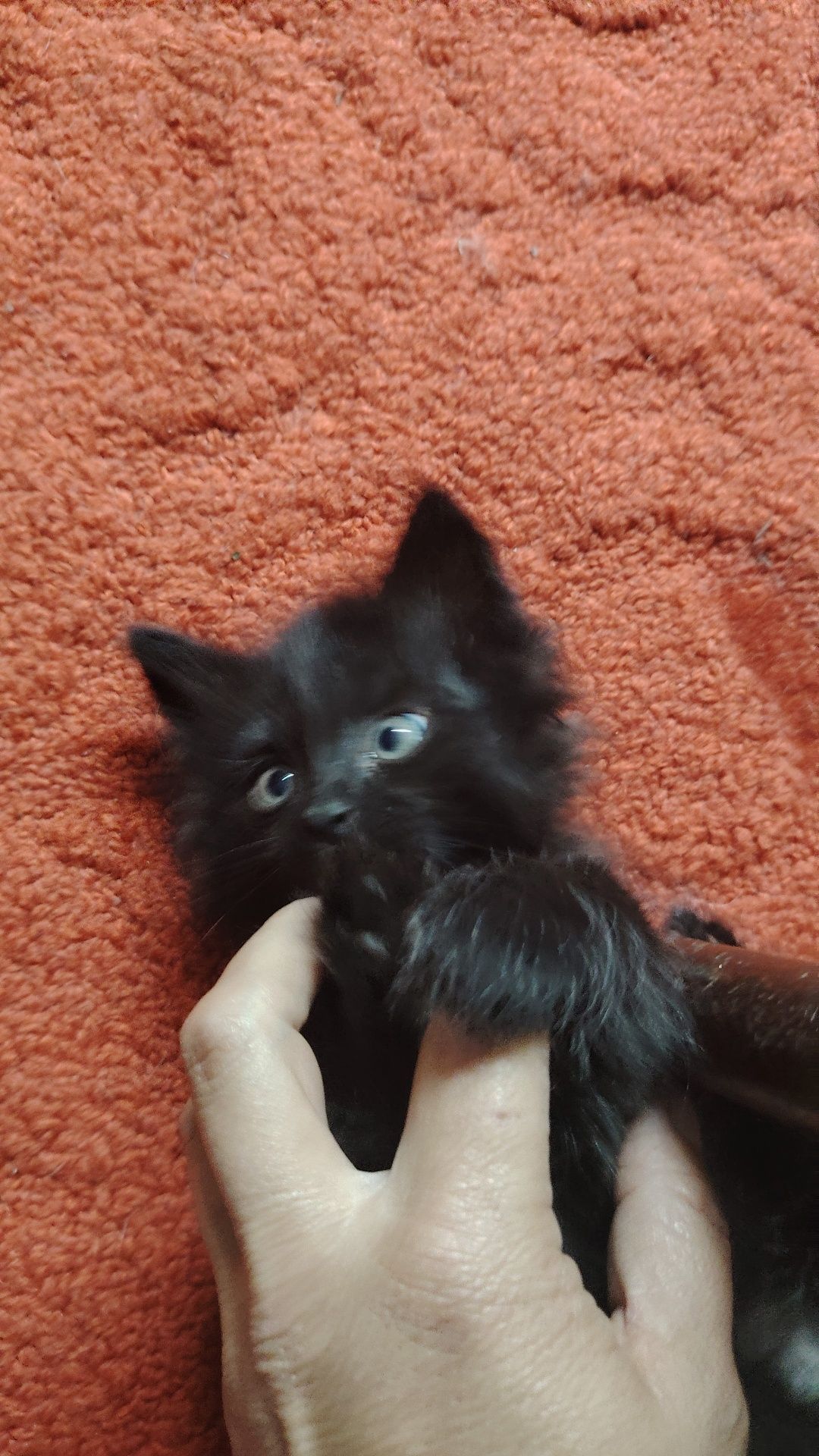 Котята крысоловки