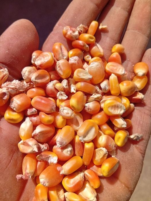 Joxori don makka johori жохори оптом Макка жохори  15 tonna