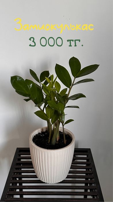 Комнатные цветы