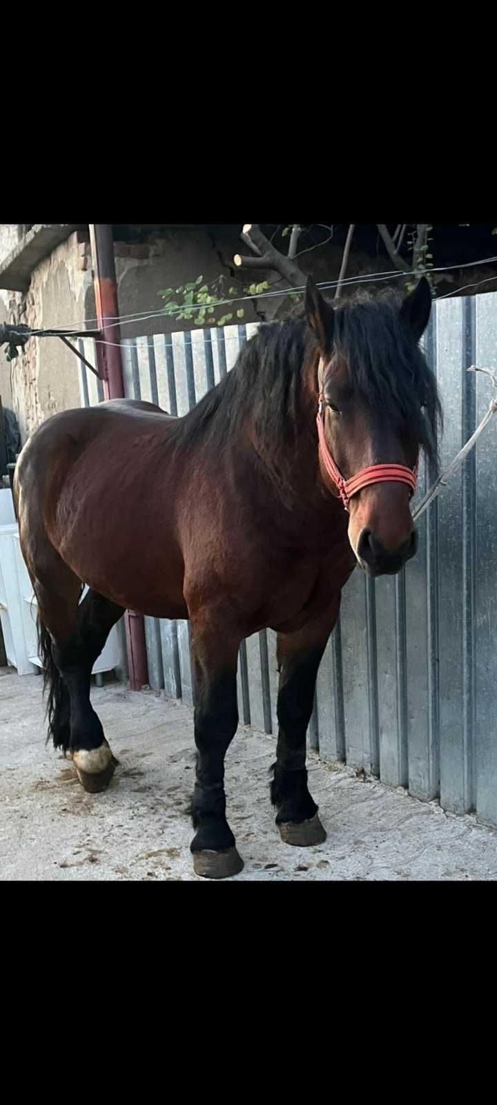 Armasar de vanzare