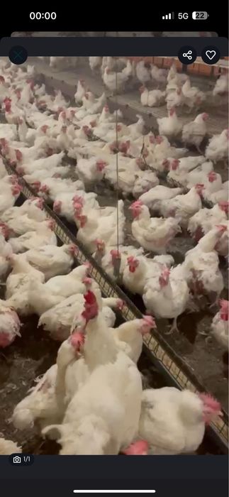 Vand gaini albe mai multe detalii in privat