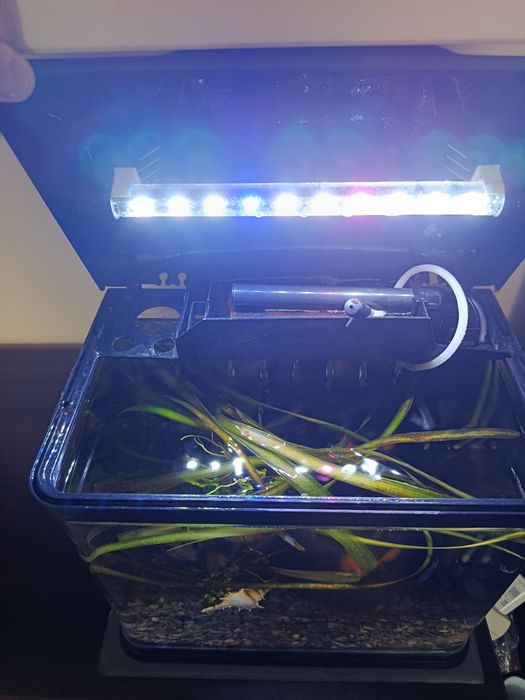 Acvariu pești si accesorii