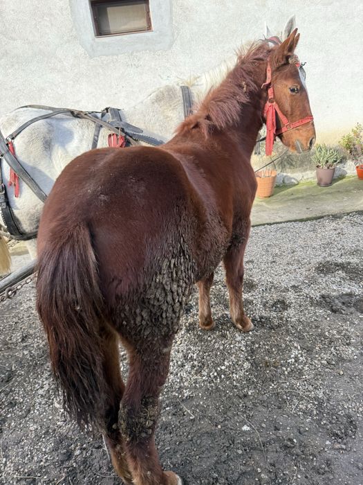 Vand carlana foarte cuminte nu bate nu musca