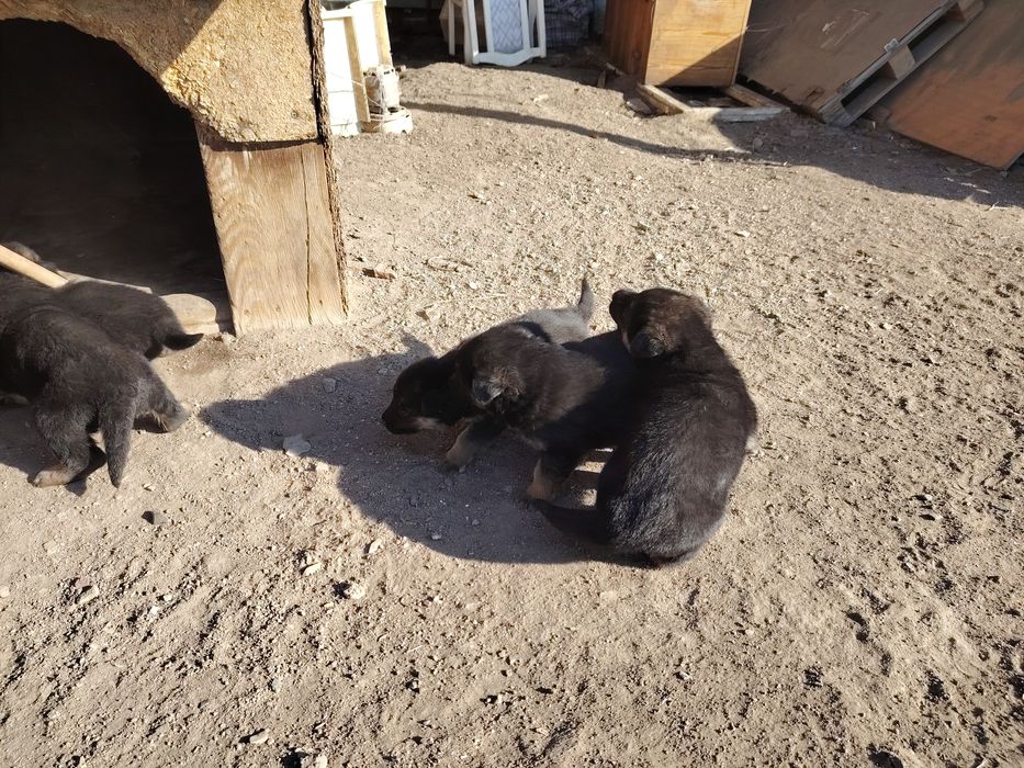 Щенки восточно европейской овчарки