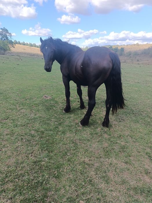 Vând 3 armăsari negri și o iapă