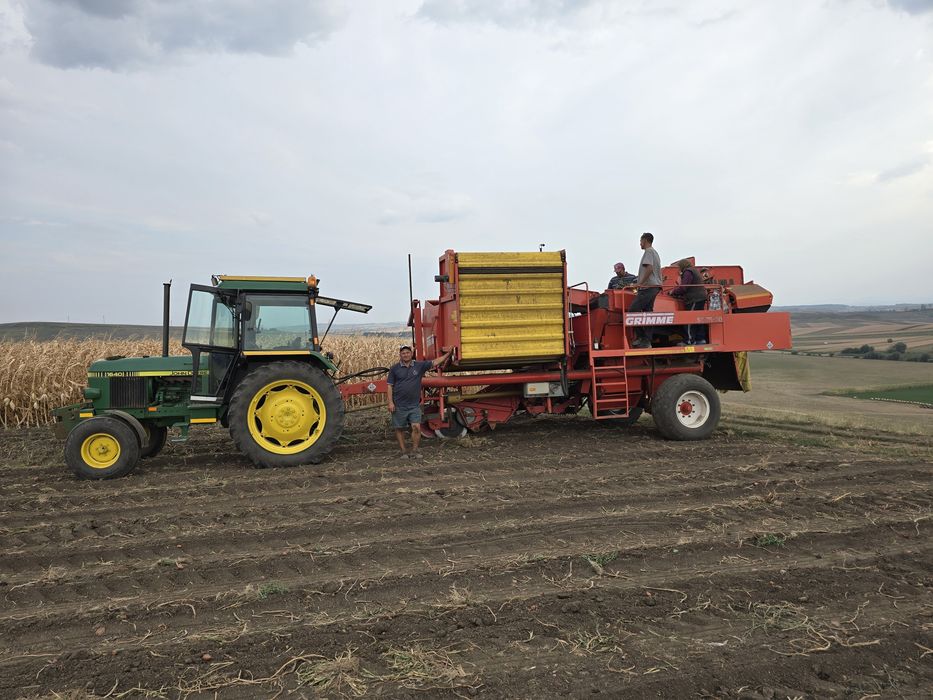 Cartofi consum roșu și alb