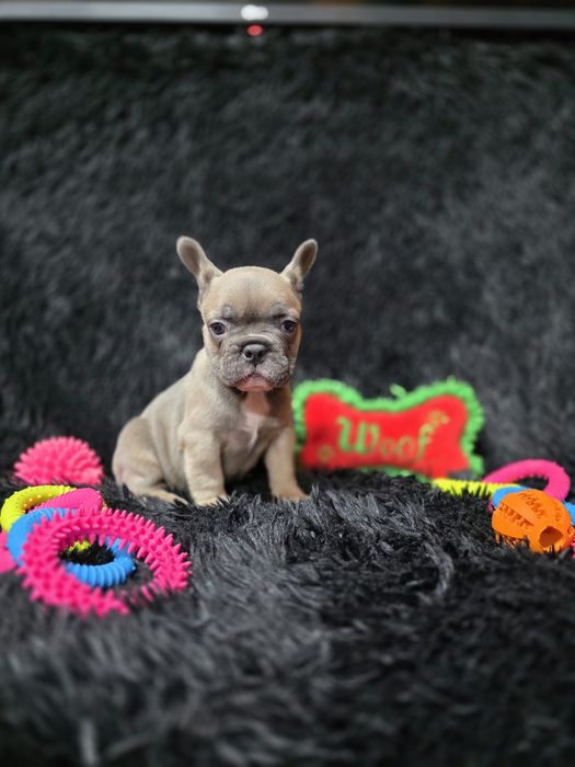 Bulldog francez blue fawn sable