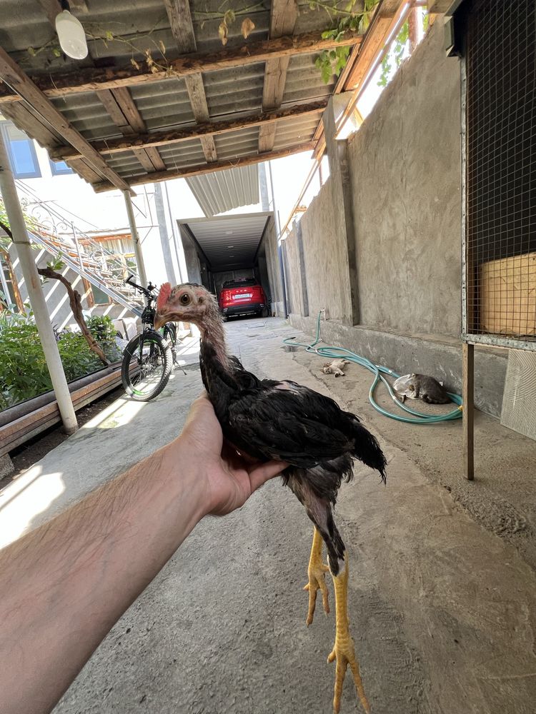 Dakan jojalar sotiladi 8 ta dona