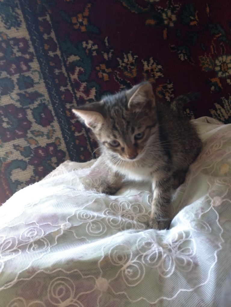 Отдам котят в хорошие руки ,беспатно,им по 2 месяца, 2 мальчика и 2 де