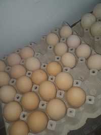 Vând oua de Brahma și Australorp