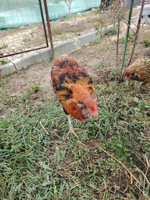 Cocosi Araucana sau 1+1