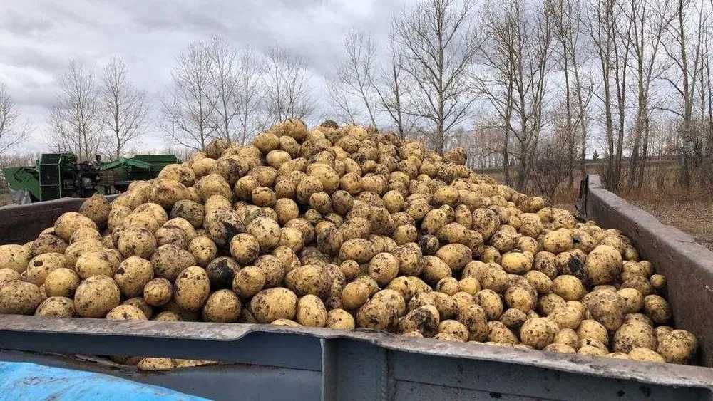 Продается Крестьянское хозяйство (выращивание картофеля)