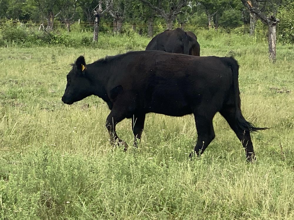 2 juninci gestante Angus