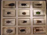 Colectie insecte  15  buc