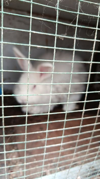 Продаеться Крол и крольчиха