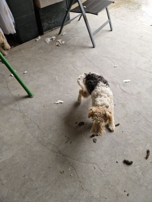 Ciini din rasa focsterier