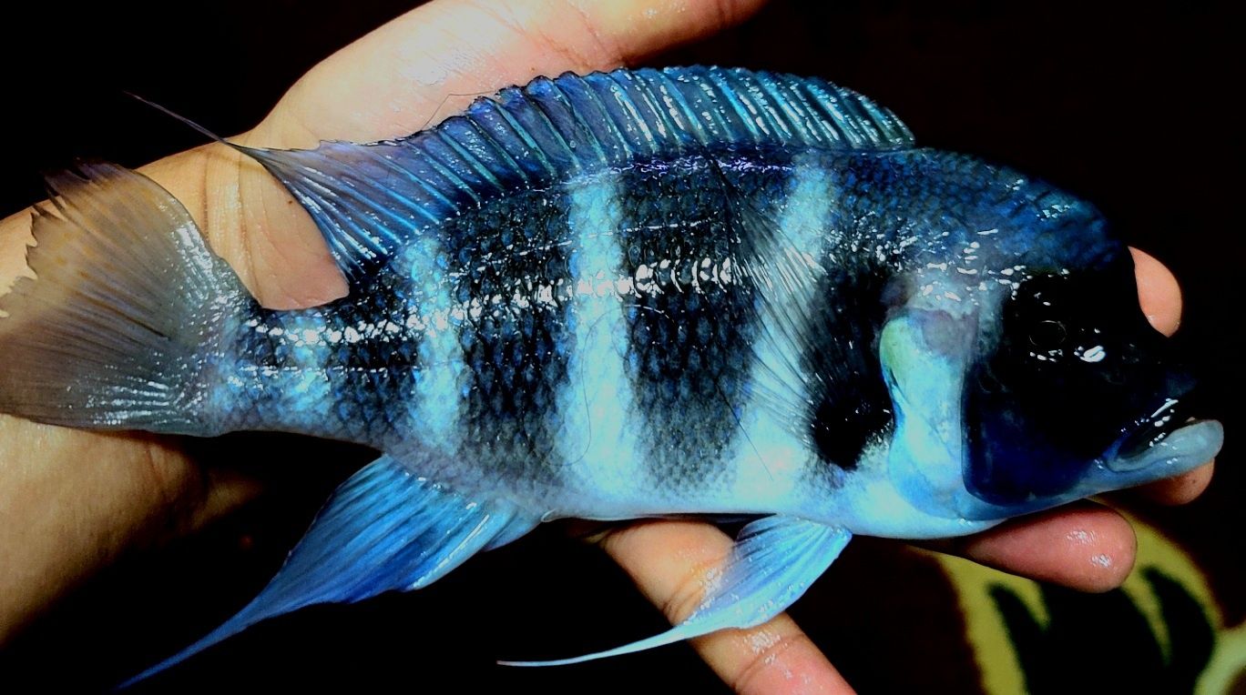 Продам Cyphotilapia Gibberosa blue Mpimbwe